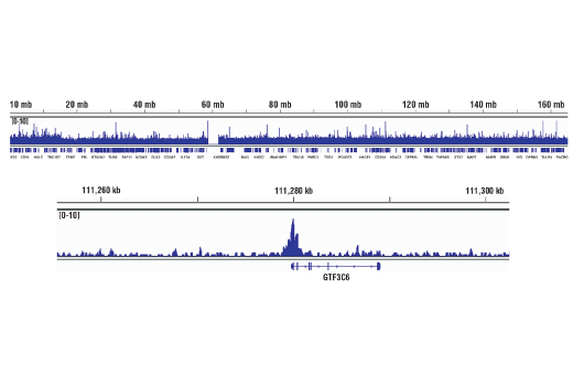 Chromatin Immunoprecipitation Image 2: Brd2 (D89B4) Rabbit mAb