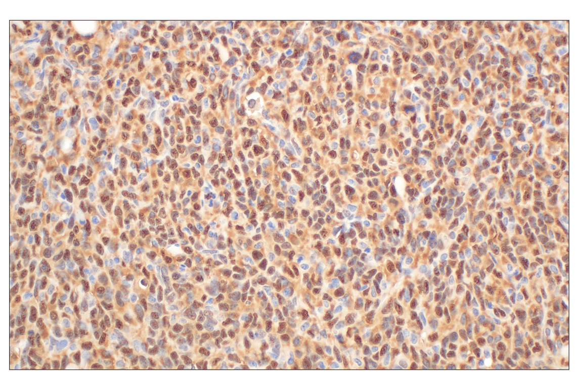 Immunohistochemistry Image 8: Annexin V (E3W8V) Rabbit Monoclonal Antibody
