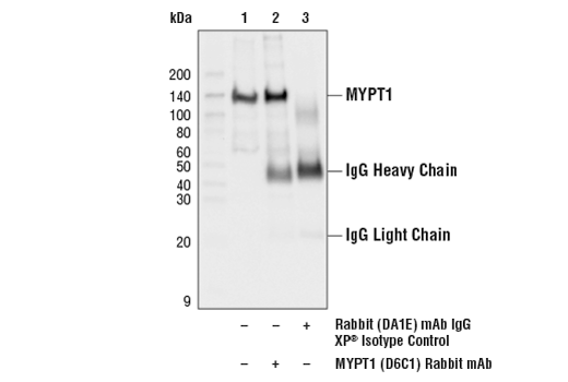 Immunoprecipitation Image 1: MYPT1 (D6C1) Rabbit Monoclonal Antibody