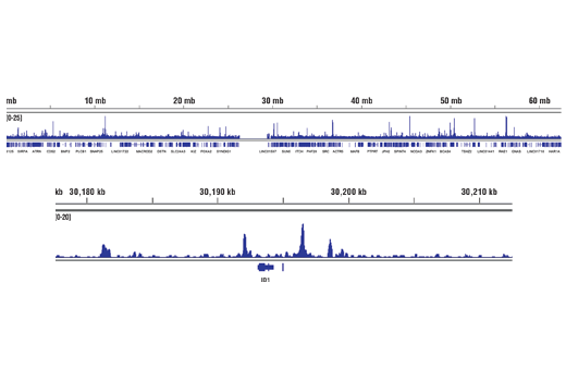undefined Image 17: SMAD2/3 Antibody Sampler Kit