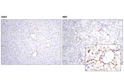 Immunohistochemistry Image 4: Hydroxyproline Antibody