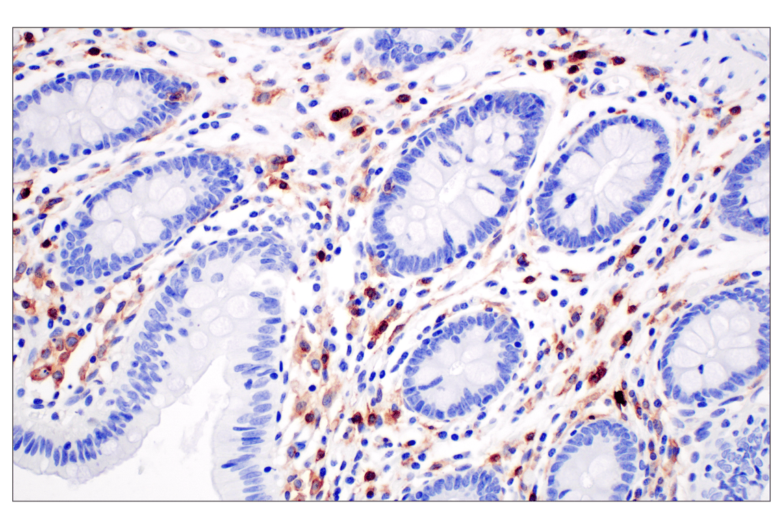 Immunohistochemistry Image 8: CD4 (MSVA-004R) Rabbit Monoclonal Antibody