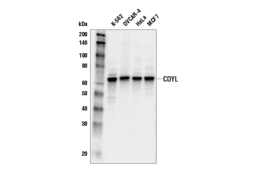 Western Blotting Image 2: CDYL (E7S8T) Rabbit Monoclonal Antibody