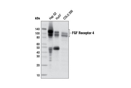 Western Blotting Image 1: FGF Receptor 4 (D3B12) XP<sup>®</sup> Rabbit mAb (BSA and Azide Free)