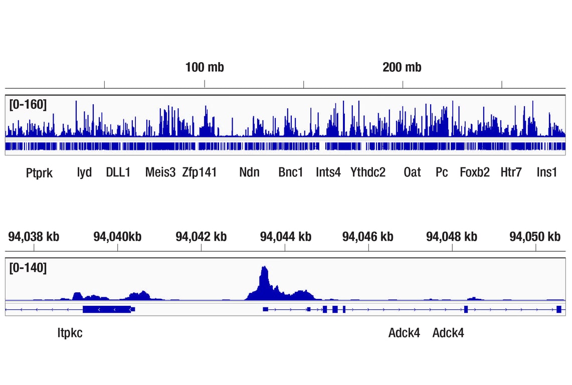 undefined Image 9: Fos Family Antibody Sampler Kit