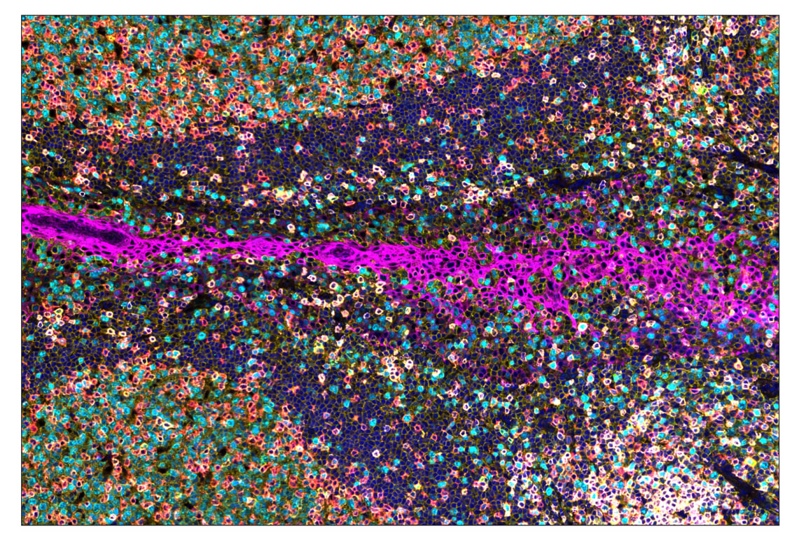 Immunohistochemistry Image 1: Granzyme B (D6E9W) & CO-0009-594 SignalStar<sup>™</sup> Oligo-Antibody Pair