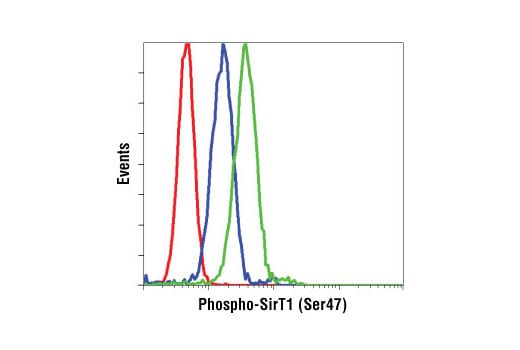 undefined Image 15: Sirtuin Antibody Sampler Kit