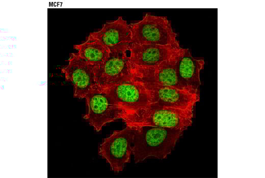 Immunofluorescence Image 1: Histone H2A.X (D17A3) Rabbit Monoclonal Antibody (BSA and Azide Free)
