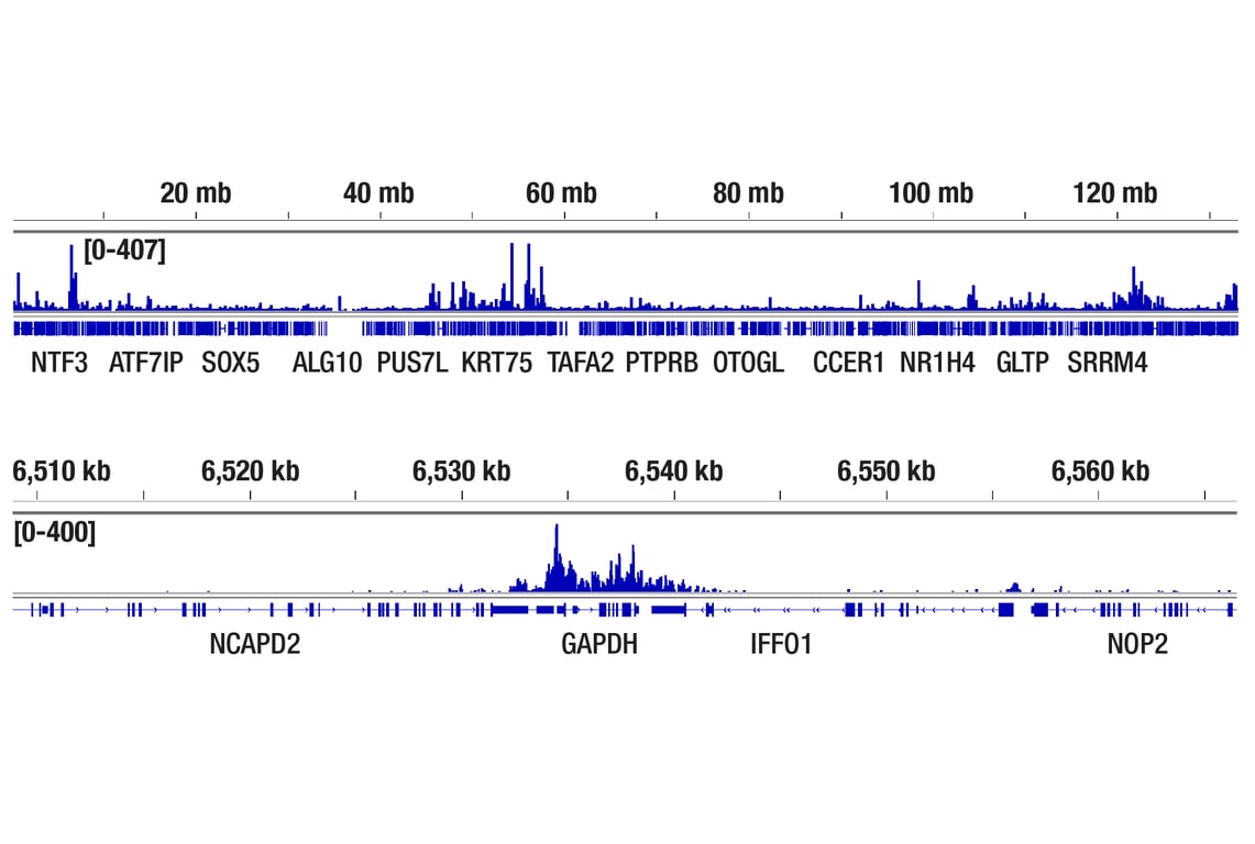 CUT & Tag Image 2: ZMYND11/BS69 (E7P9O) Rabbit Monoclonal Antibody