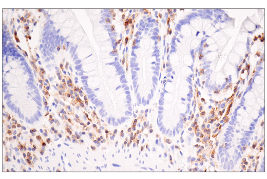 Immunohistochemistry Image 8: SLAMF6/CD352 (E3H1E) Rabbit Monoclonal Antibody