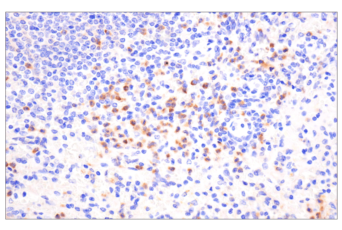 Immunohistochemistry Image 3: SIRP alpha/SHPS1 (D6I3M) Rabbit Monoclonal Antibody (BSA and Azide Free)