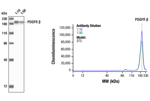 undefined Image 29: Angiogenesis Receptor Tyrosine Kinase Antibody Sampler Kit