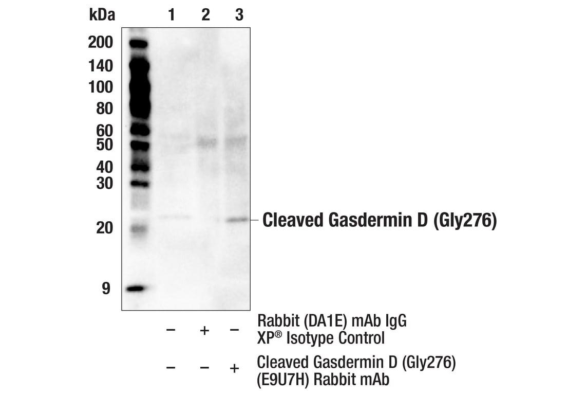 Immunoprecipitation Image 1: Cleaved Gasdermin D (Gly276) (E9U7H) Rabbit Monoclonal Antibody