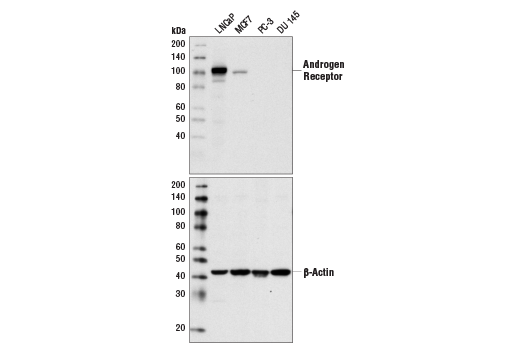 Western Blotting Image 1: Androgen Receptor (D6F11) XP<sup>®</sup> Rabbit mAb (BSA and Azide Free)