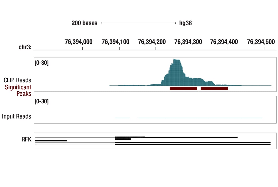 eCLIP Image 1: eIF1 (D7G3L) Rabbit Monoclonal Antibody