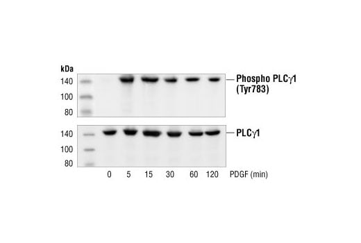 Western Blotting Image 2: Phospho-PLC gamma1 (Tyr783) Antibody