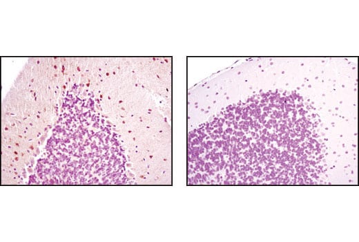 Immunohistochemistry Image 1: nNOS (C7D7) Rabbit Monoclonal Antibody