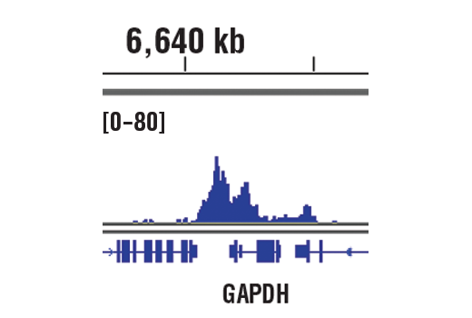CUT & RUN Image 1: Tri-Methyl-Histone H3 (Lys4) (C42D8) Rabbit Monoclonal Antibody