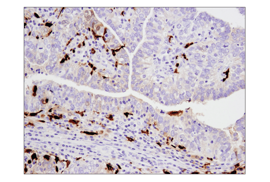 Immunohistochemistry Image 1: S100A9 (D5O6O) Rabbit Monoclonal Antibody (BSA and Azide Free)
