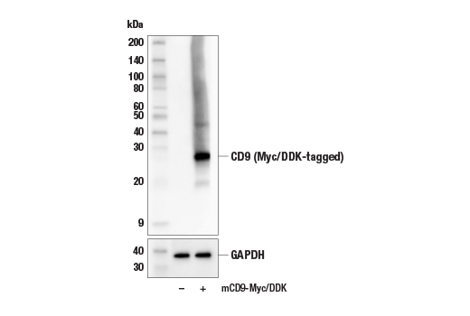 undefined Image 8: Mouse Reactive Exosome Marker Antibody Sampler Kit