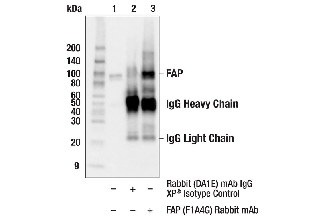 Immunoprecipitation Image 1: FAP (F1A4G) Rabbit Monoclonal Antibody