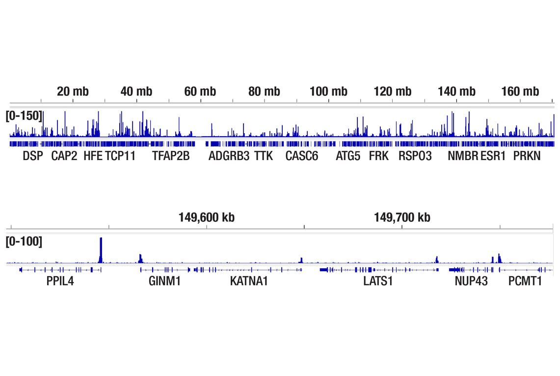 CUT & RUN Image 1: CREB (D76D11) Rabbit Monoclonal Antibody