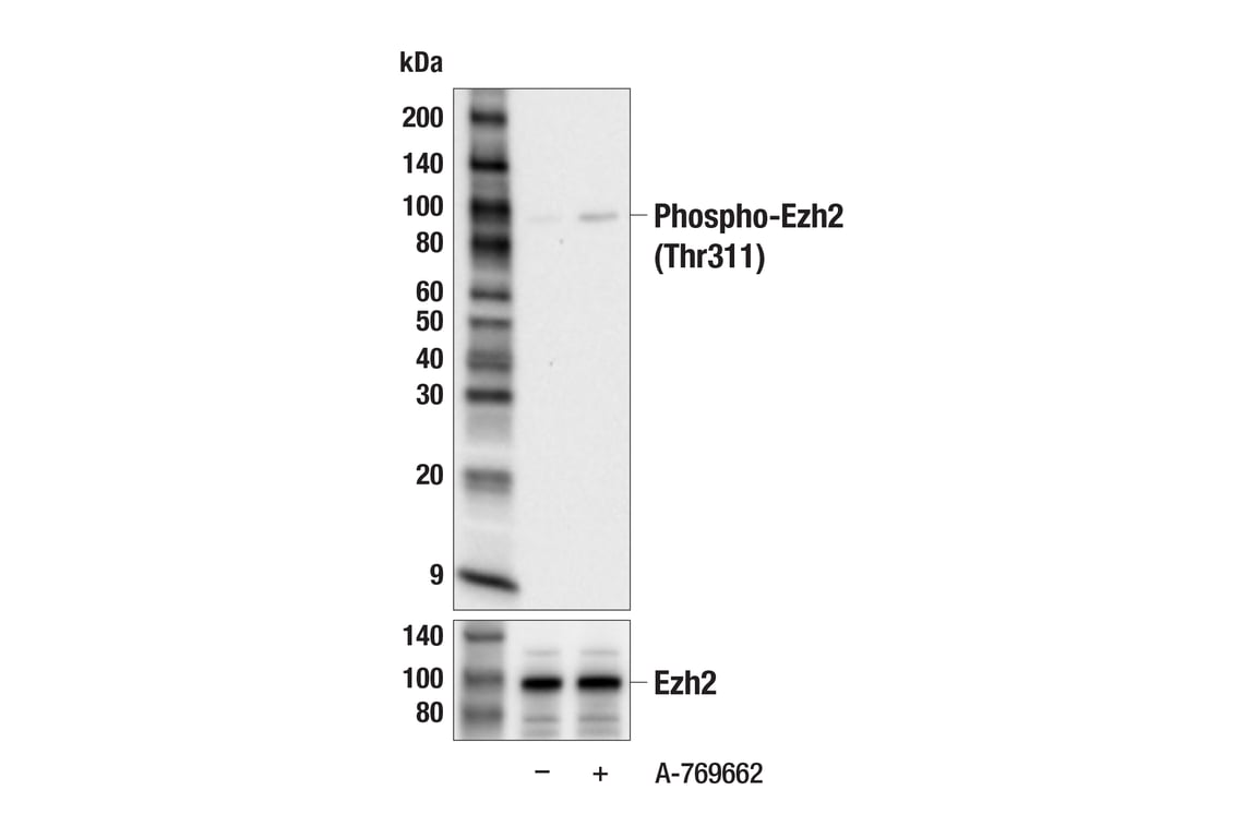 Western Blotting Image 2: Phospho-Ezh2 (Thr311) (F1K1B) Rabbit Monoclonal Antibody