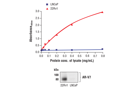 ELISA Image 1: FastScan<sup>™</sup> Androgen Receptor (AR-V7 Specific) ELISA Kit