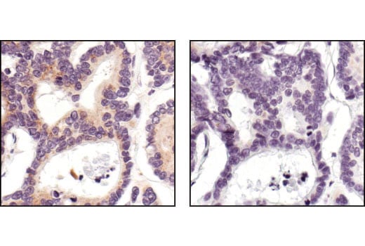 Immunohistochemistry Image 4: APS Antibody