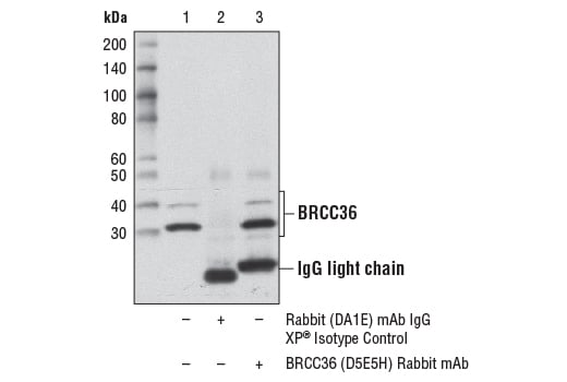 Immunoprecipitation Image 1: BRCC36 (D5E5H) Rabbit Monoclonal Antibody