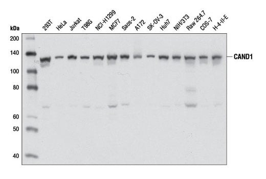 Western Blotting Image 2: CAND1 (D1F2) Rabbit Monoclonal Antibody
