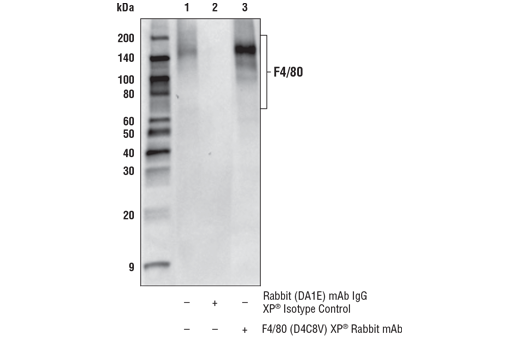 Immunoprecipitation Image 1: F4/80 (D4C8V) Rabbit Monoclonal Antibody