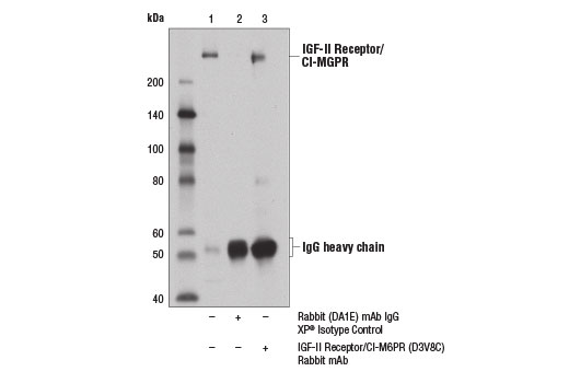 Immunoprecipitation Image 1: IGF-II Receptor/CI-M6PR (D3V8C) Rabbit Monoclonal Antibody