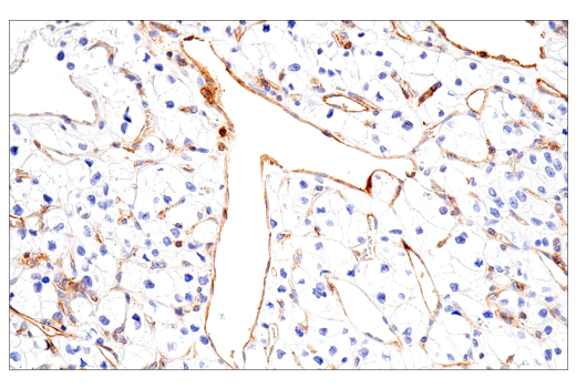 Immunohistochemistry Image 3: CD99 (PCB1) Mouse Monoclonal Antibody