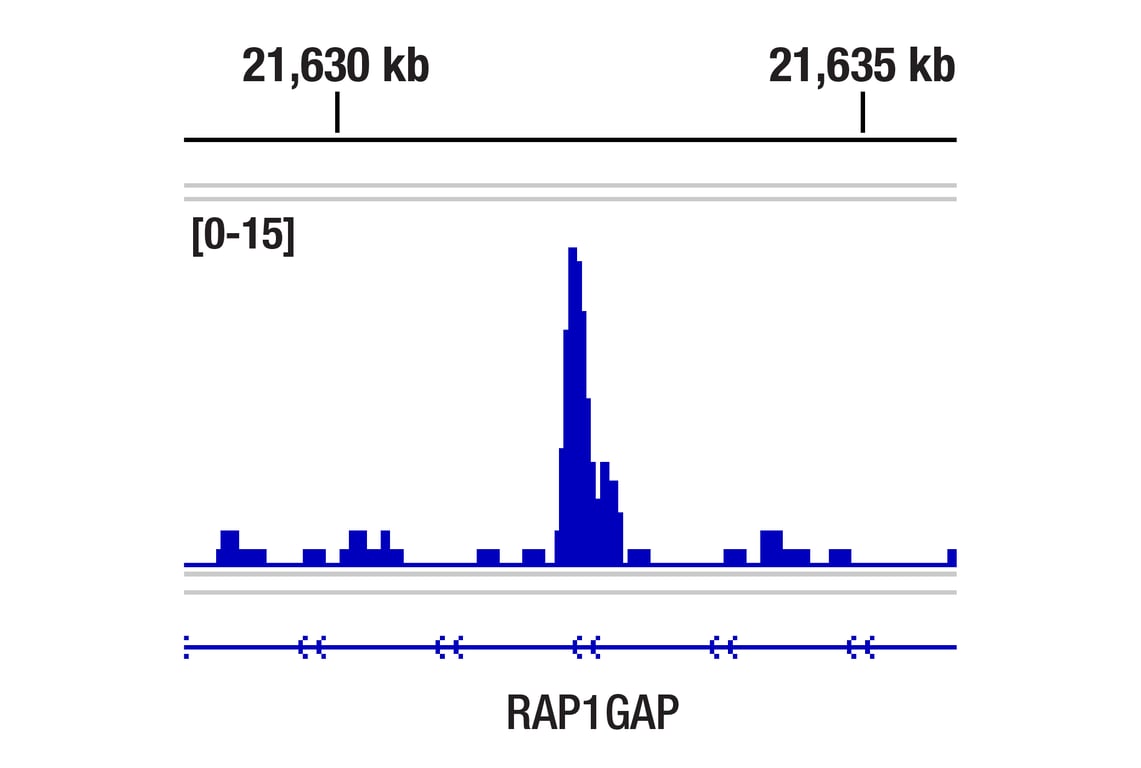 Chromatin Immunoprecipitation Image 1: GATA-2 (E8B5C) Rabbit Monoclonal Antibody