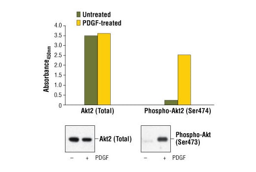 ELISA Image 1: PathScan<sup>®</sup> Total Akt2 Sandwich ELISA Kit