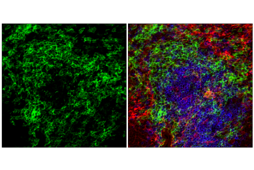 Immunofluorescence Image 2: CD11c (D1V9Y) Rabbit Monoclonal Antibody (Alexa Fluor<sup>®</sup> 488 Conjugate)