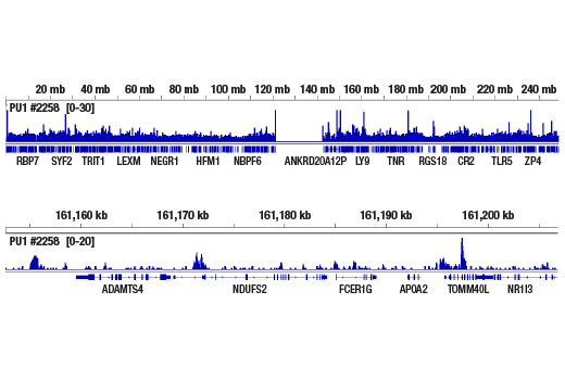 CUT & RUN Image 2: PU.1 (9G7) Rabbit Monoclonal Antibody