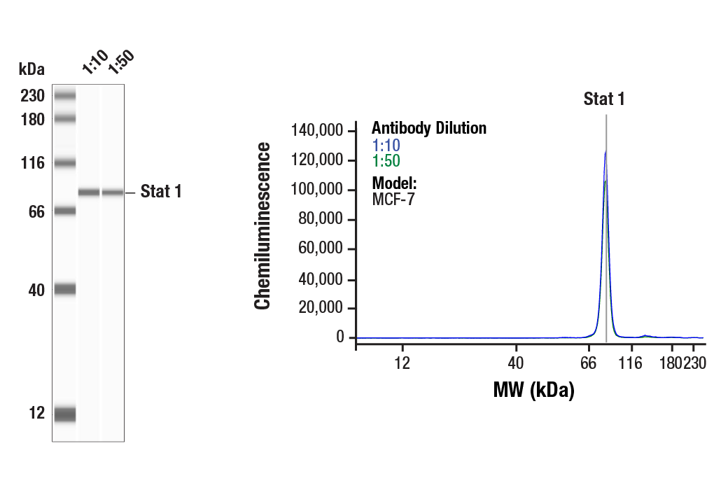 undefined Image 38: IFN-gamma Signaling Pathway Antibody Sampler Kit