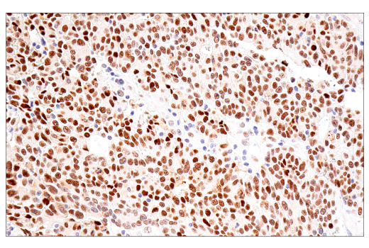 Immunohistochemistry Image 1: NSUN2 (E9Y5E) Rabbit Monoclonal Antibody