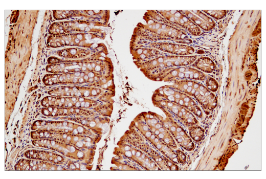 Immunohistochemistry Image 2: Ubiquitin (P37) Antibody