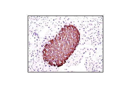 Immunohistochemistry Image 2: Insulin (C27C9) Rabbit Monoclonal Antibody