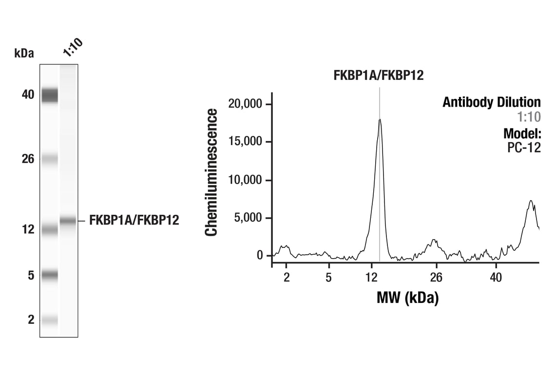 Western Blotting Image 1: FKBP1A/FKBP12 Antibody