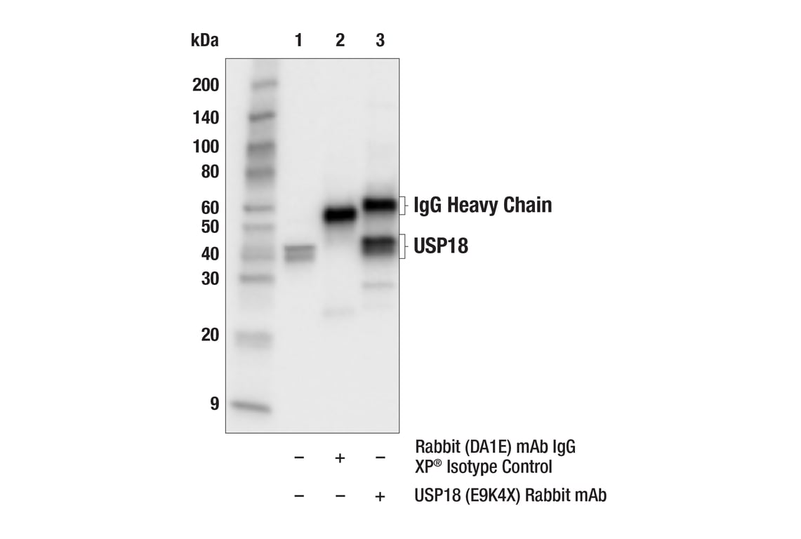 Immunoprecipitation Image 1: USP18 (E9K4X) Rabbit Monoclonal Antibody