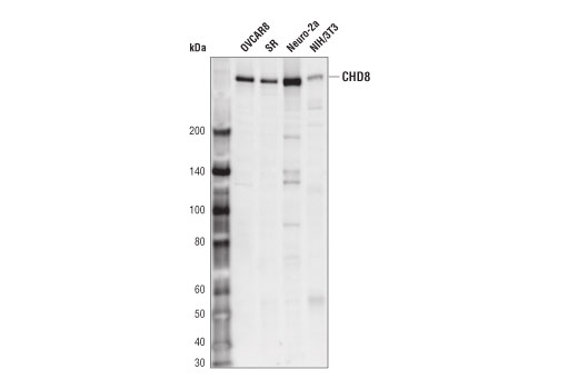 Western Blotting Image 1: CHD8 (D5E1W) Rabbit mAb