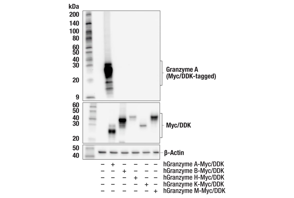 Western Blotting Image 2: Granzyme A (E4M9S) Rabbit Monoclonal Antibody