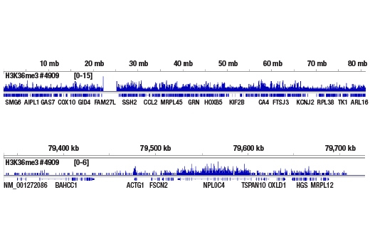 Chromatin Immunoprecipitation Image 2: Tri-Methyl-Histone H3 (Lys36) (D5A7) Rabbit Monoclonal Antibody
