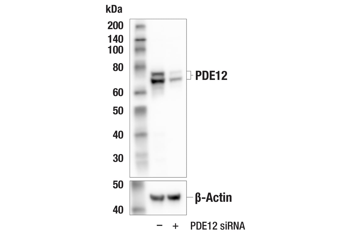 Western Blotting Image 3: PDE12 (E2V7J) Rabbit Monoclonal Antibody