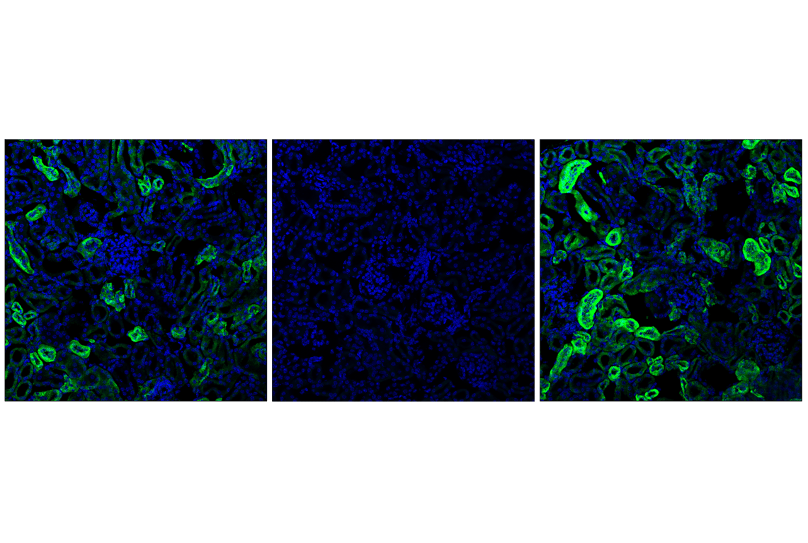 Immunofluorescence Image 2: Phospho-Pyruvate Dehydrogenase alpha1 (Ser293) (E4V9L) Rabbit Monoclonal Antibody