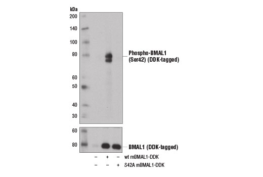 Western Blotting Image 3: Phospho-BMAL1 (Ser42) Antibody